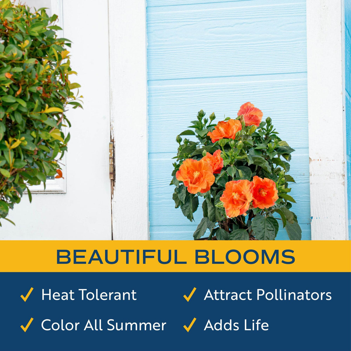Costa Farms Orange Hibiscus leaves texture highlighting tropical foliage.