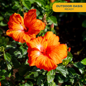 Costa Farms Orange Hibiscus patio display with lush foliage and color.