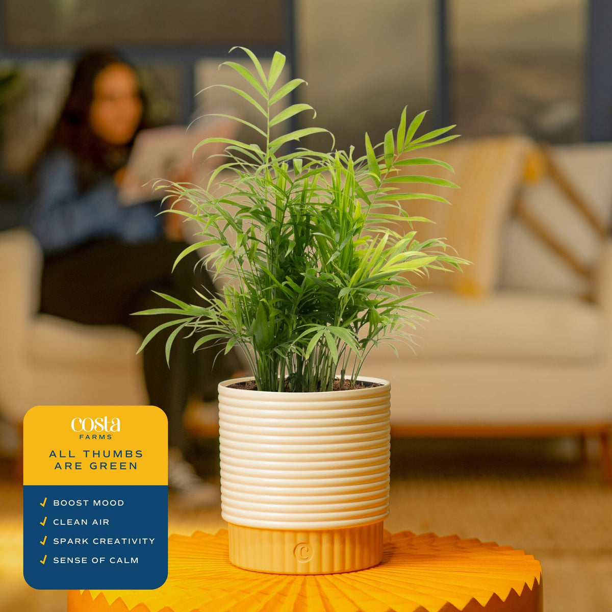 Costa Farms Parlor Palm ships in recyclable planter ready for display.