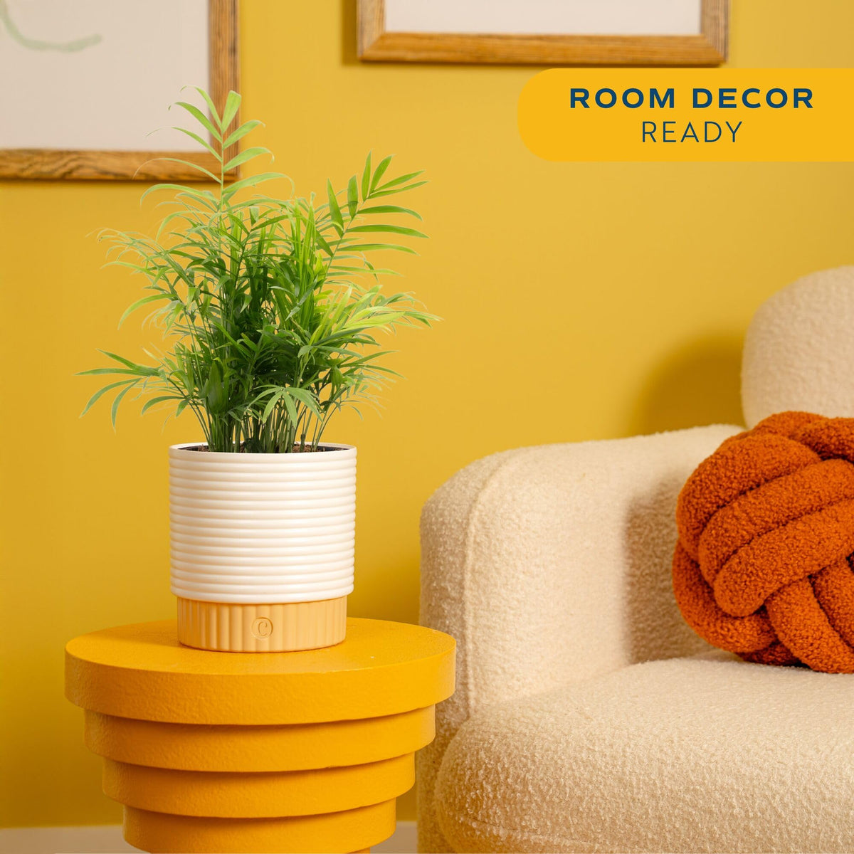 Costa Farms Parlor Palm in a decorative pot adds desk-ready tropical ambiance.