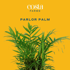 Costa Farms Parlor Palm fronds thrive in bright windows or office lighting.