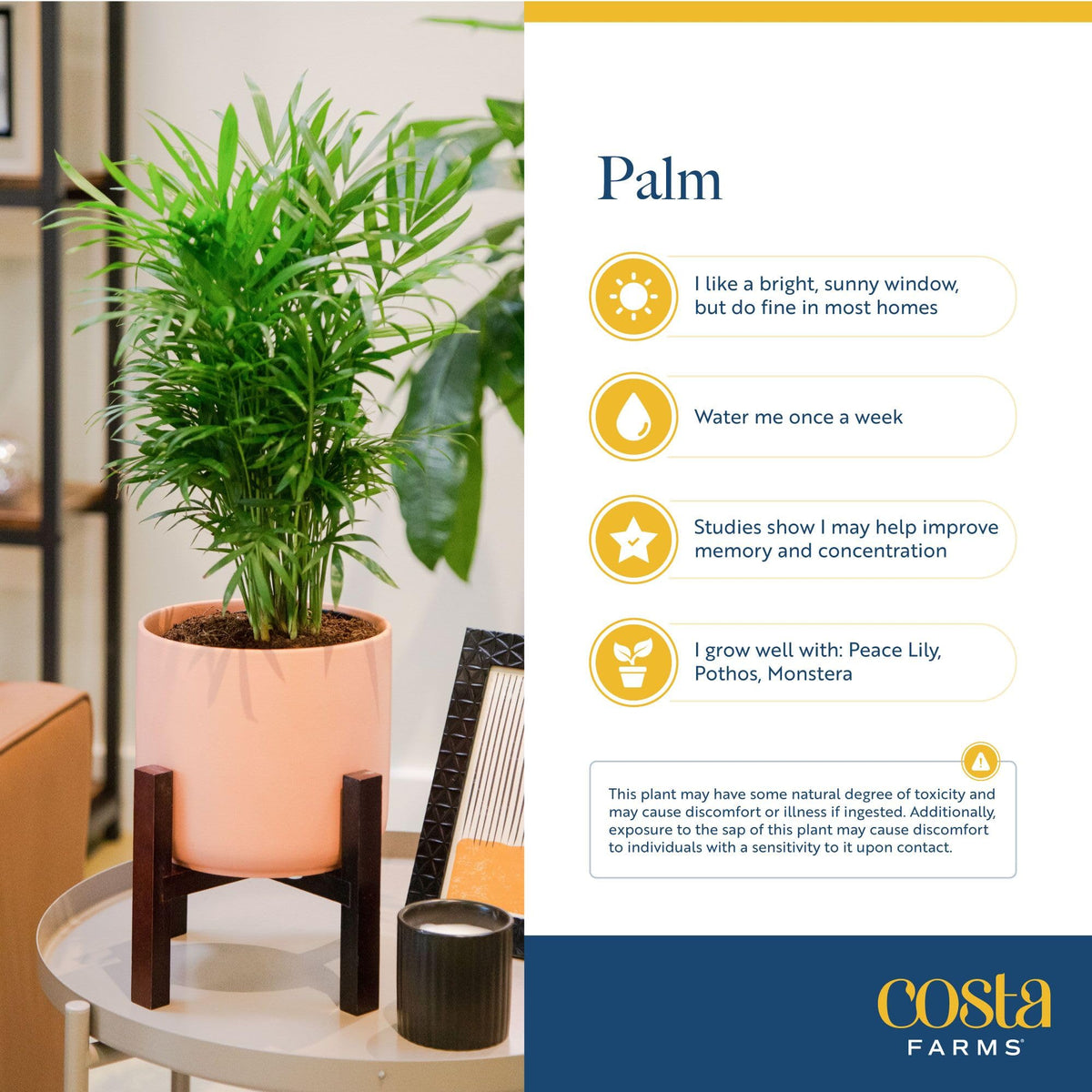 Costa Farms Parlor Palm's slow growth suits compact tabletops and shelves.