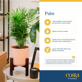 Costa Farms Parlor Palm's slow growth suits compact tabletops and shelves.