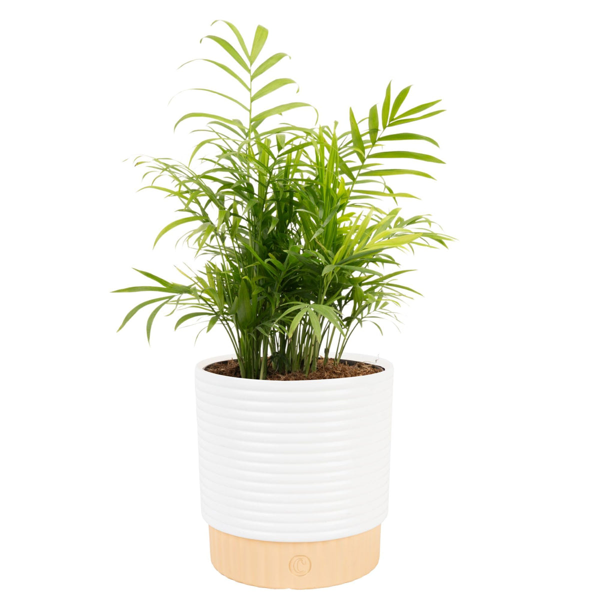 Costa Farms Parlor Palm fronds decorate living spaces with tropical flair.