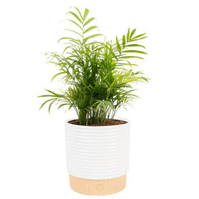 Costa Farms Parlor Palm fronds decorate living spaces with tropical flair.