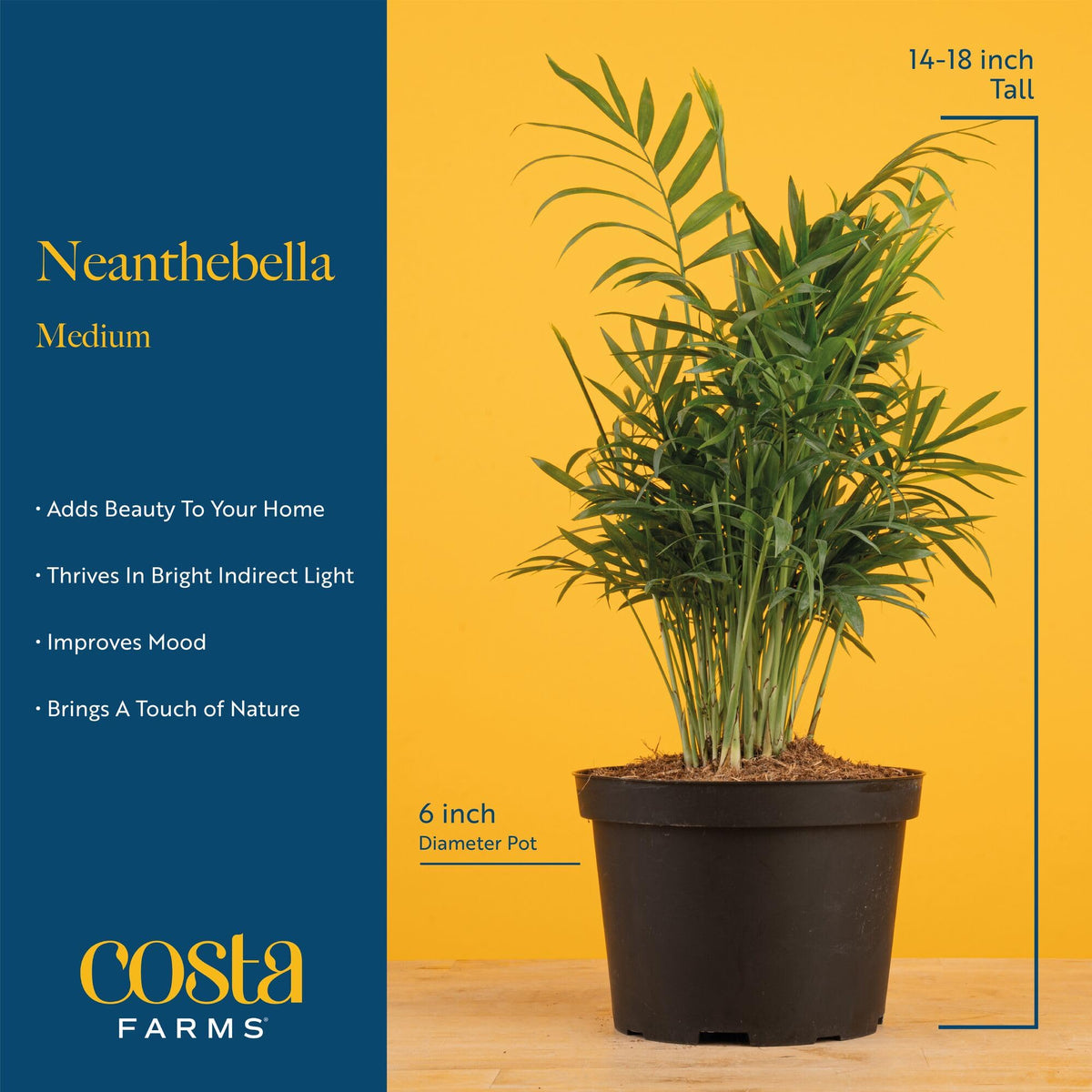 Costa Farms Parlor Palm leaves create a calming tropical mood on any table.