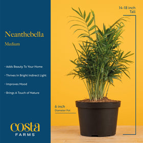 Costa Farms Parlor Palm leaves create a calming tropical mood on any table.