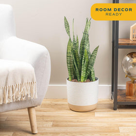 Costa Farms Snake Plant 2-3 feet tall adds height to entryways.