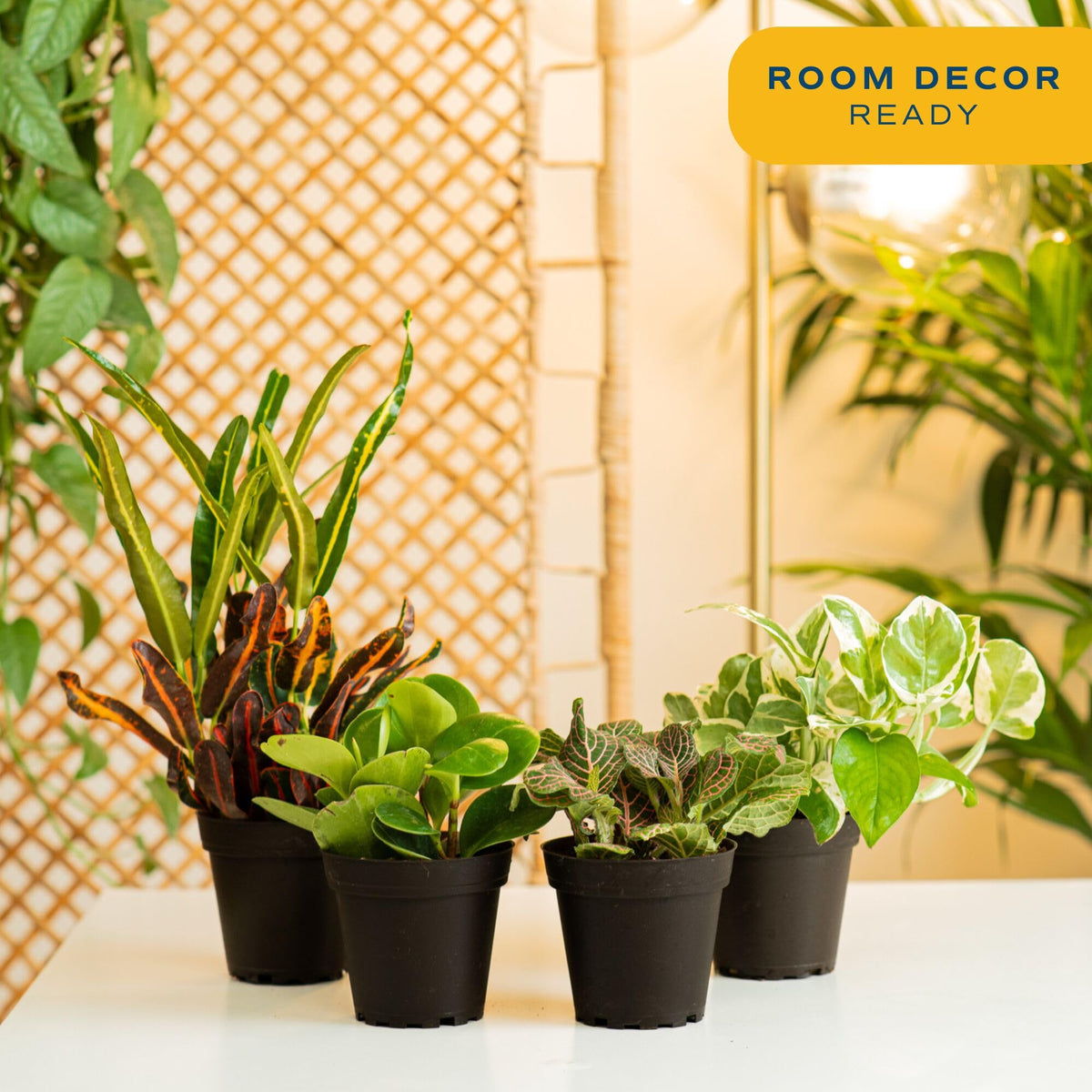 Costa Farms snake plant and peace lily showcased in a low-light corner.