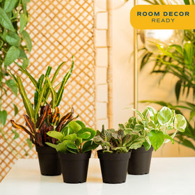 Costa Farms snake plant and peace lily showcased in a low-light corner.