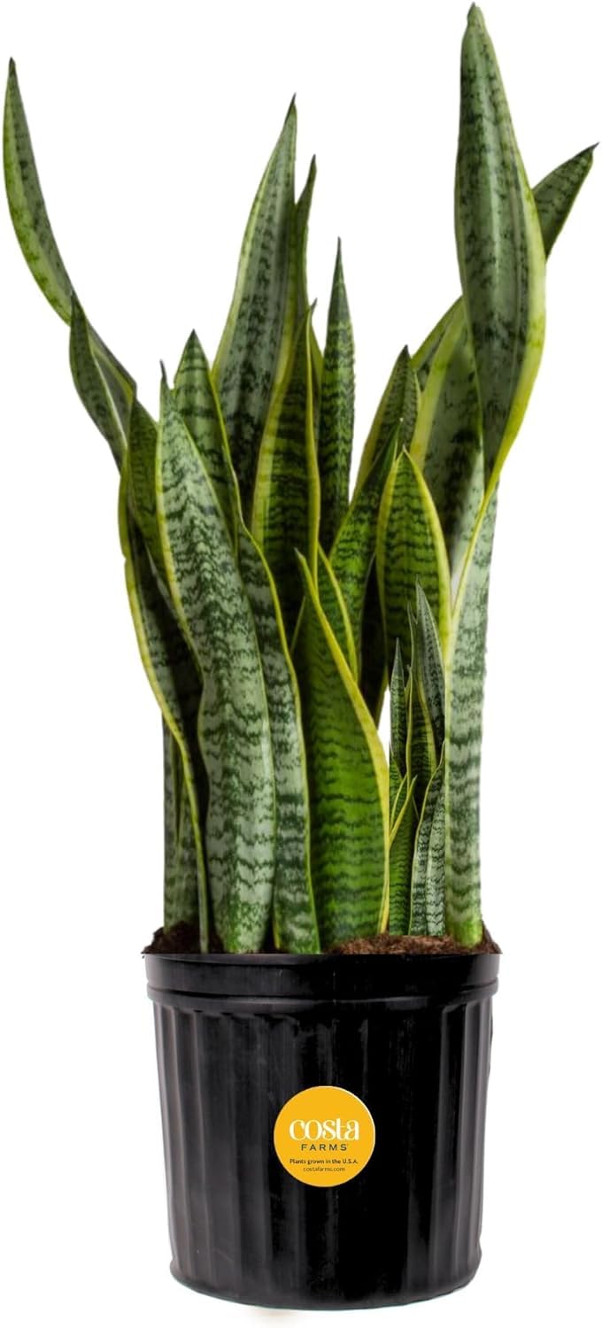 Costa Farms Snake Plant architectural leaves for a bold living room focal point.