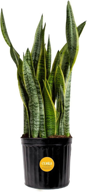 Costa Farms Snake Plant architectural leaves for a bold living room focal point.