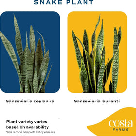 Costa Farms Snake Plant in plastic pot for easy home display.