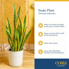 Costa Farms Snake Plant low-maintenance hardy indoor plant option.