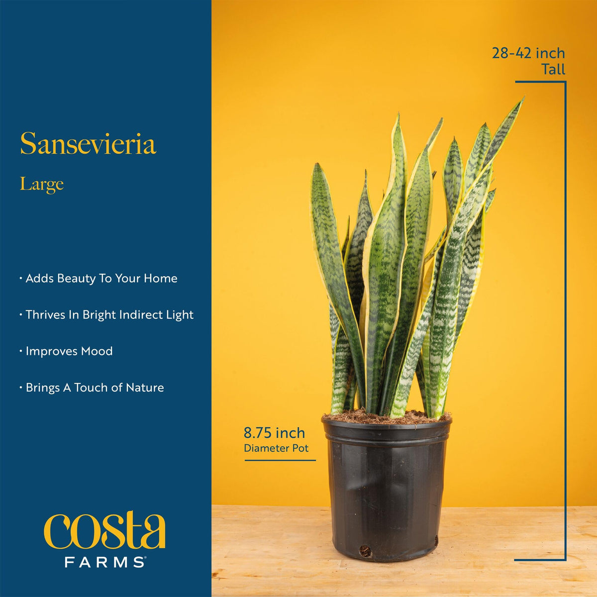 Costa Farms Snake Plant blends with modern decor and clean lines.
