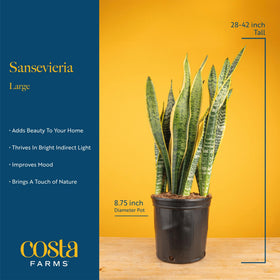 Costa Farms Snake Plant blends with modern decor and clean lines.