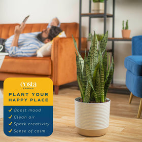 Costa Farms Snake Plant ideal for office desks and workspaces.