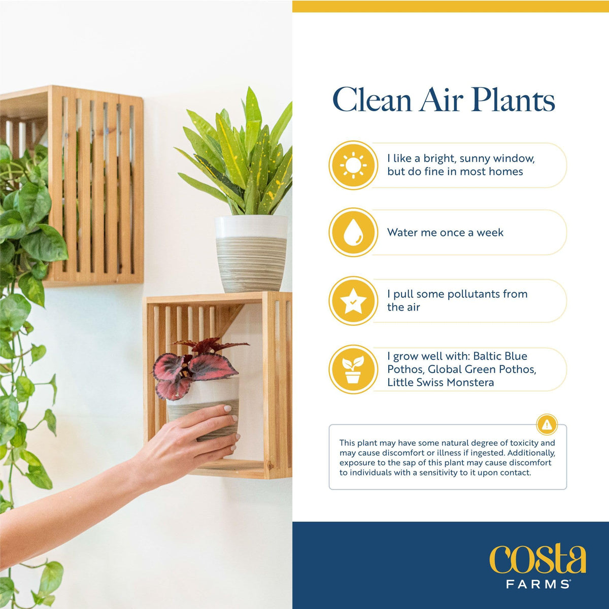 Costa Farms versatile decor plants for bedroom, living room, and office.