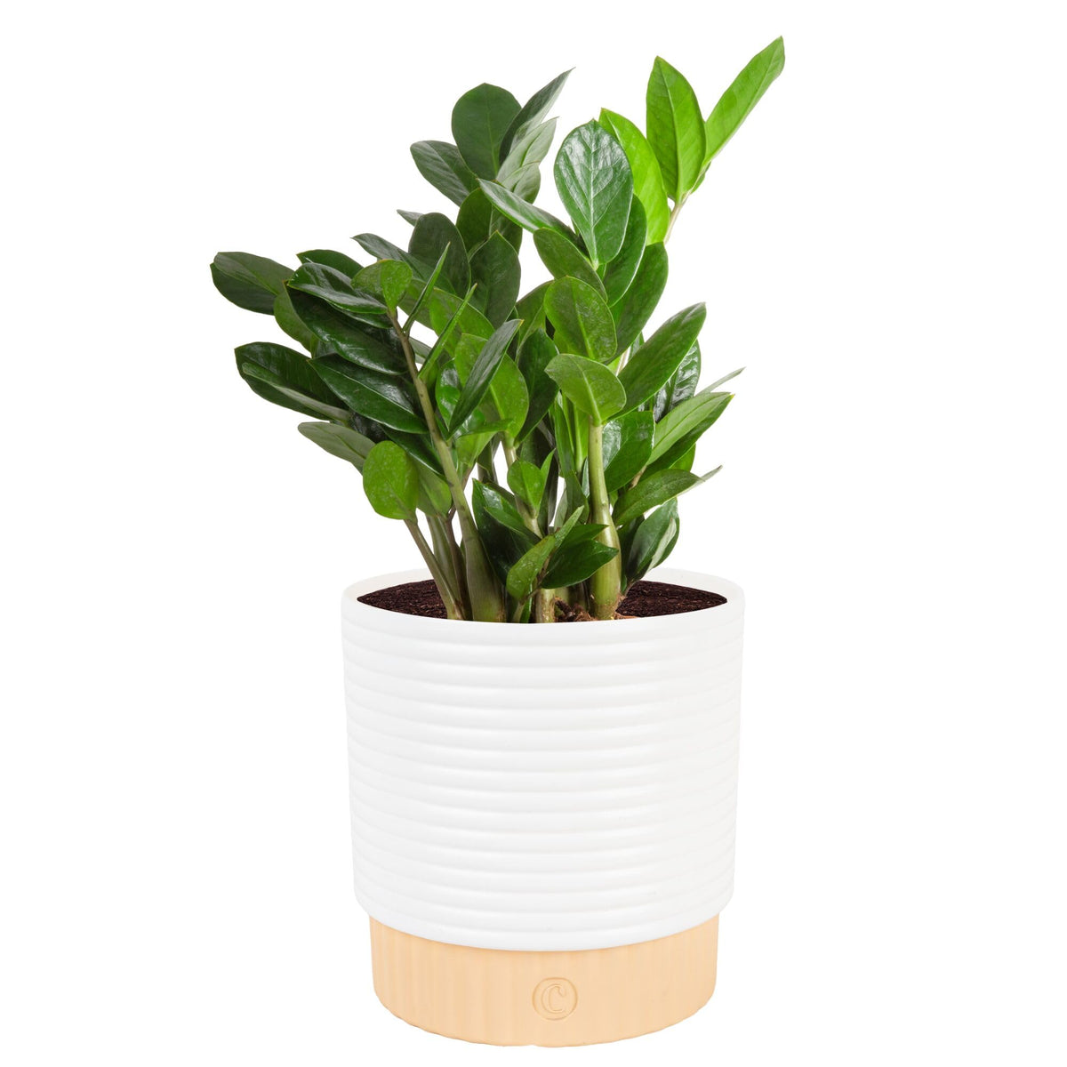 Costa Farms ZZ plant in decorative pot adds modern style to any room.