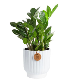 Costa Farms ZZ plant in decorative pot brightens a modern living space