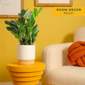 Costa Farms ZZ plant on a desk enhances calm, clean aesthetics.