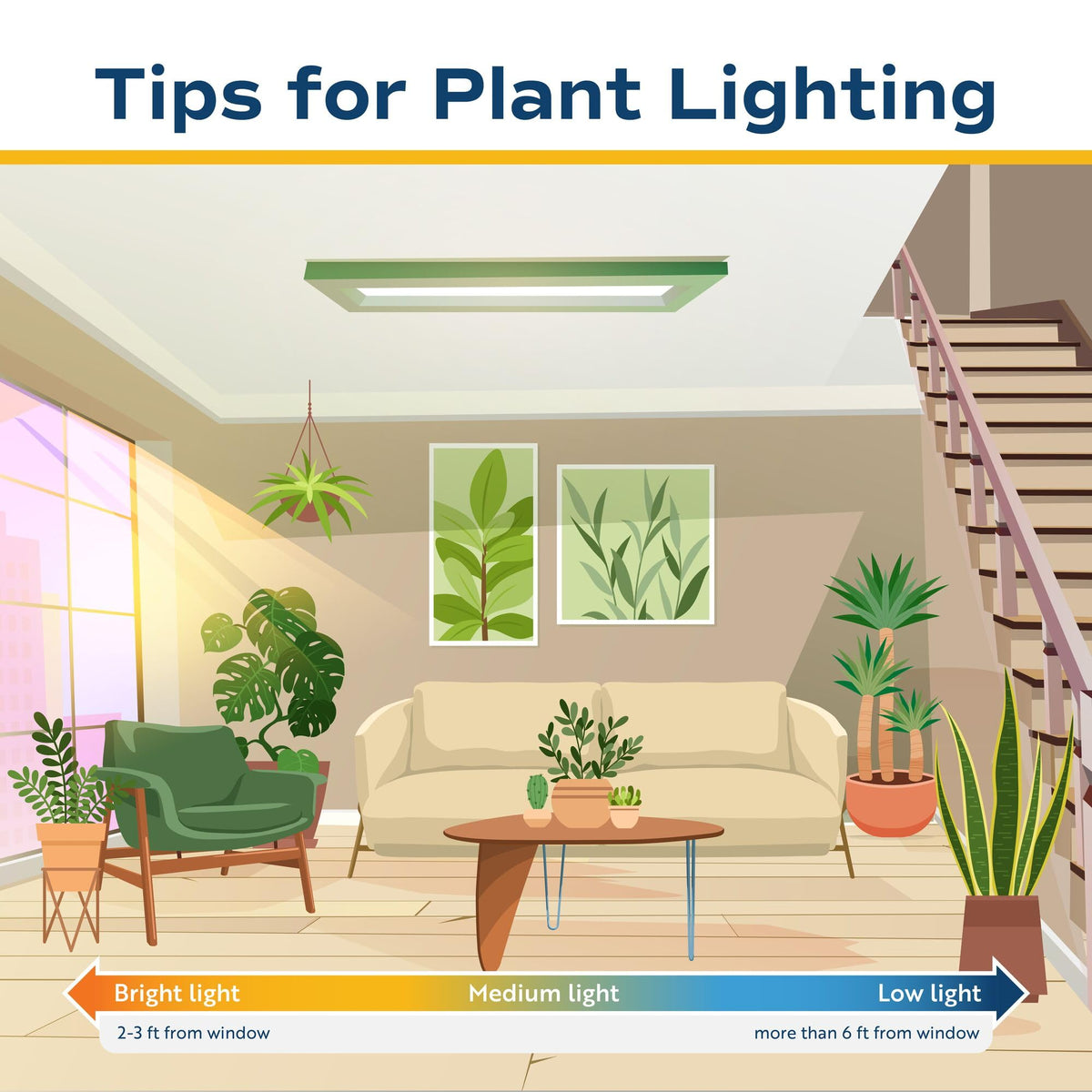 Gift-ready Costa Farms ZZ plant perfect for birthdays or housewarmings.