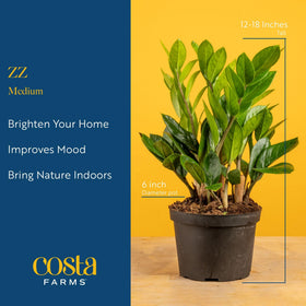 Costa Farms ZZ plant thrives in indirect light with architectural leaves.