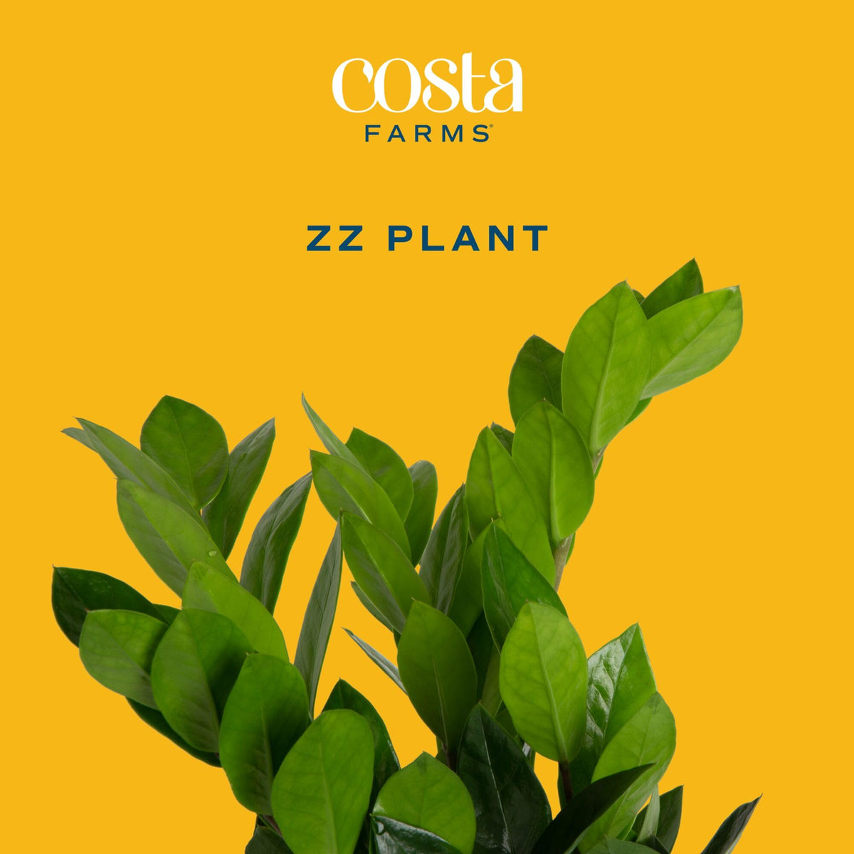 Costa Farms ZZ plant in an office space provides a fresh, low-maintenance accent.