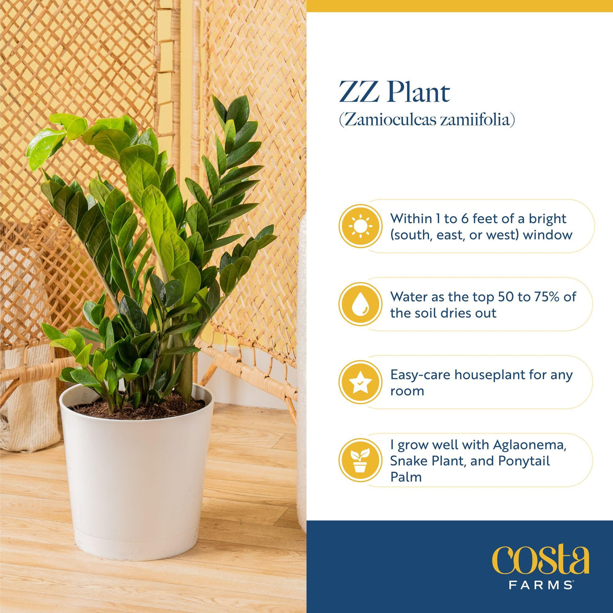 Costa Farms ZZ plant ready for repotting as roots fill the pot.