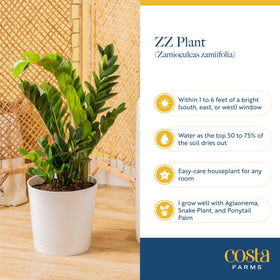 Costa Farms ZZ plant ready for repotting as roots fill the pot.