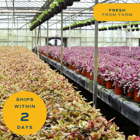 Costa Farms ZZ plant creates a calming, zen-like atmosphere.
