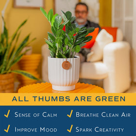 Costa Farms ZZ desk plant boosts office ambiance with easy care