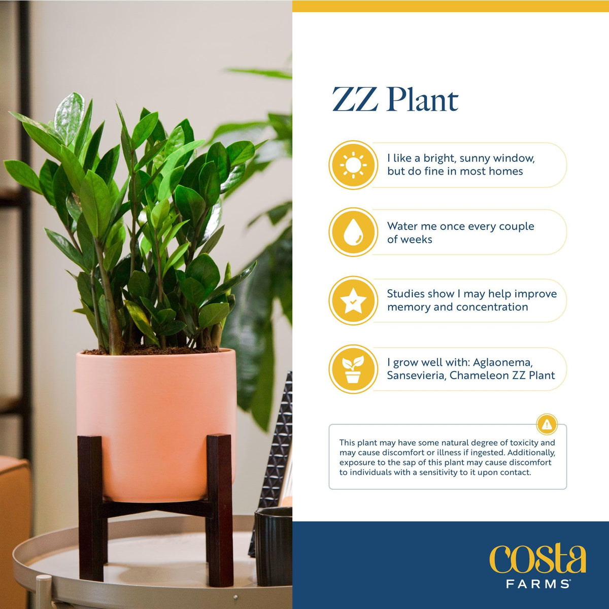 Costa Farms ZZ arrives securely packaged, ready to display