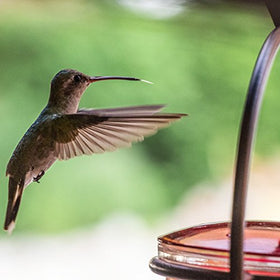 Couronne Co hummingbird feeder shows four ports for multiple birds feeding.