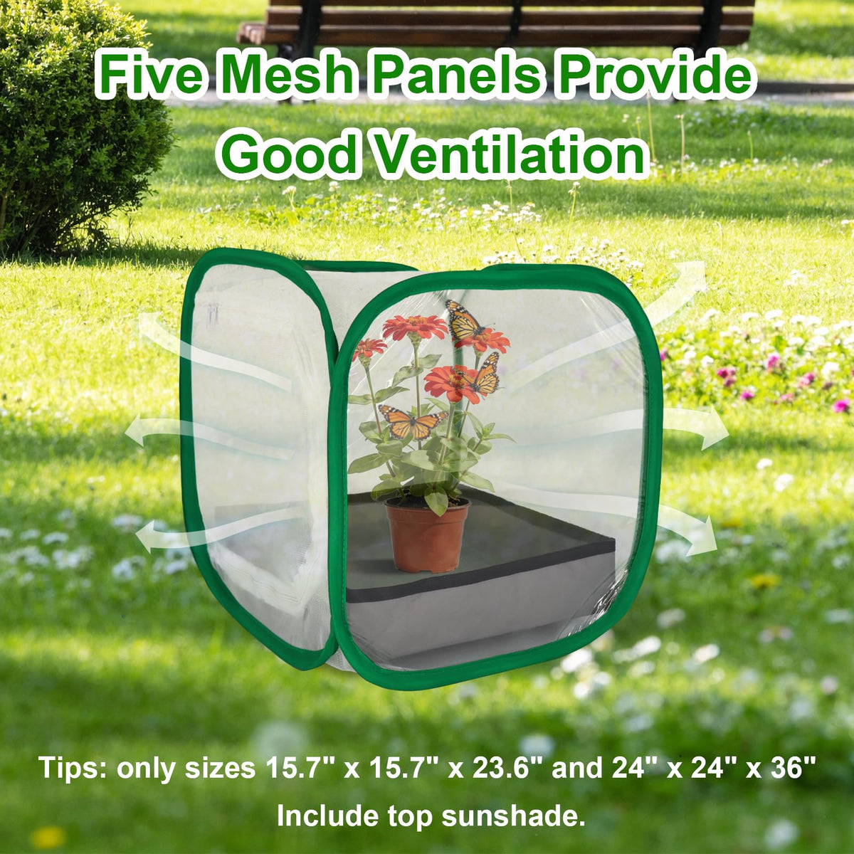 Cover Geny sunshade top shields chrysalides from sun and rain for safe viewing.