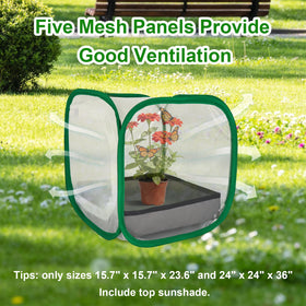 Cover Geny sunshade top shields chrysalides from sun and rain for safe viewing.