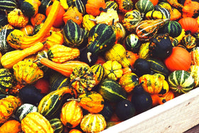 Cozy Crib blooming pumpkins in July for seasonal garden color