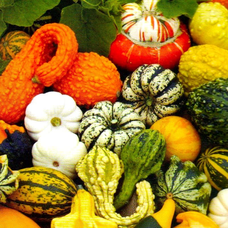 Cozy Crib decorative pumpkin seed mix pack for vibrant garden decor