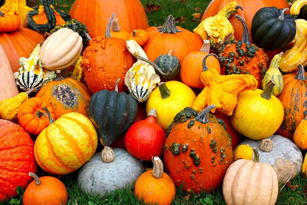 Cozy Crib garden decor along hedges, fences, and pergolas with gourds