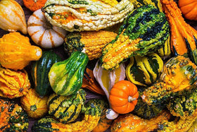 Cozy Crib harvest-ready pumpkins in fall for festive displays