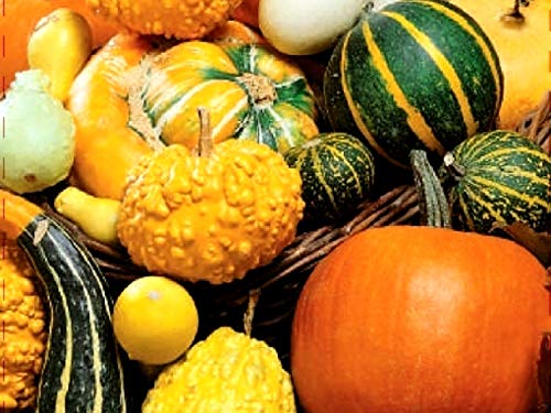Cozy Crib ornamental gourds with stripe patterns for fences and hedges