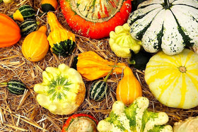Cozy Crib pumpkin seeds variety highlights green, orange, yellow tones for displays