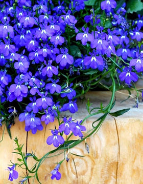 Border garden with Cozy Crib Lobelia Blue Cascade for year-round color.
