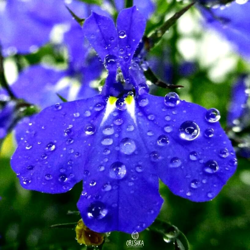 Cozy Crib Lobelia Blue Cascade thriving in containers and patios.