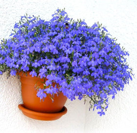 Cool-weather bloom Lobelia Blue Cascade thrives in 60-75°F conditions.