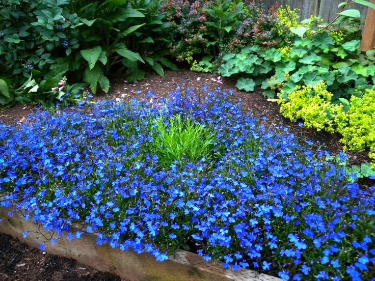 Lobelia Blue Cascade is drought-tolerant once established.