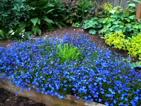 Lobelia Blue Cascade is drought-tolerant once established.