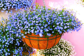 Easy-to-grow Lobelia Blue Cascade seeds with rapid germination.
