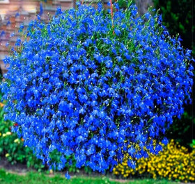 Cozy Crib Lobelia Blue Cascade in hanging baskets with trailing blooms.