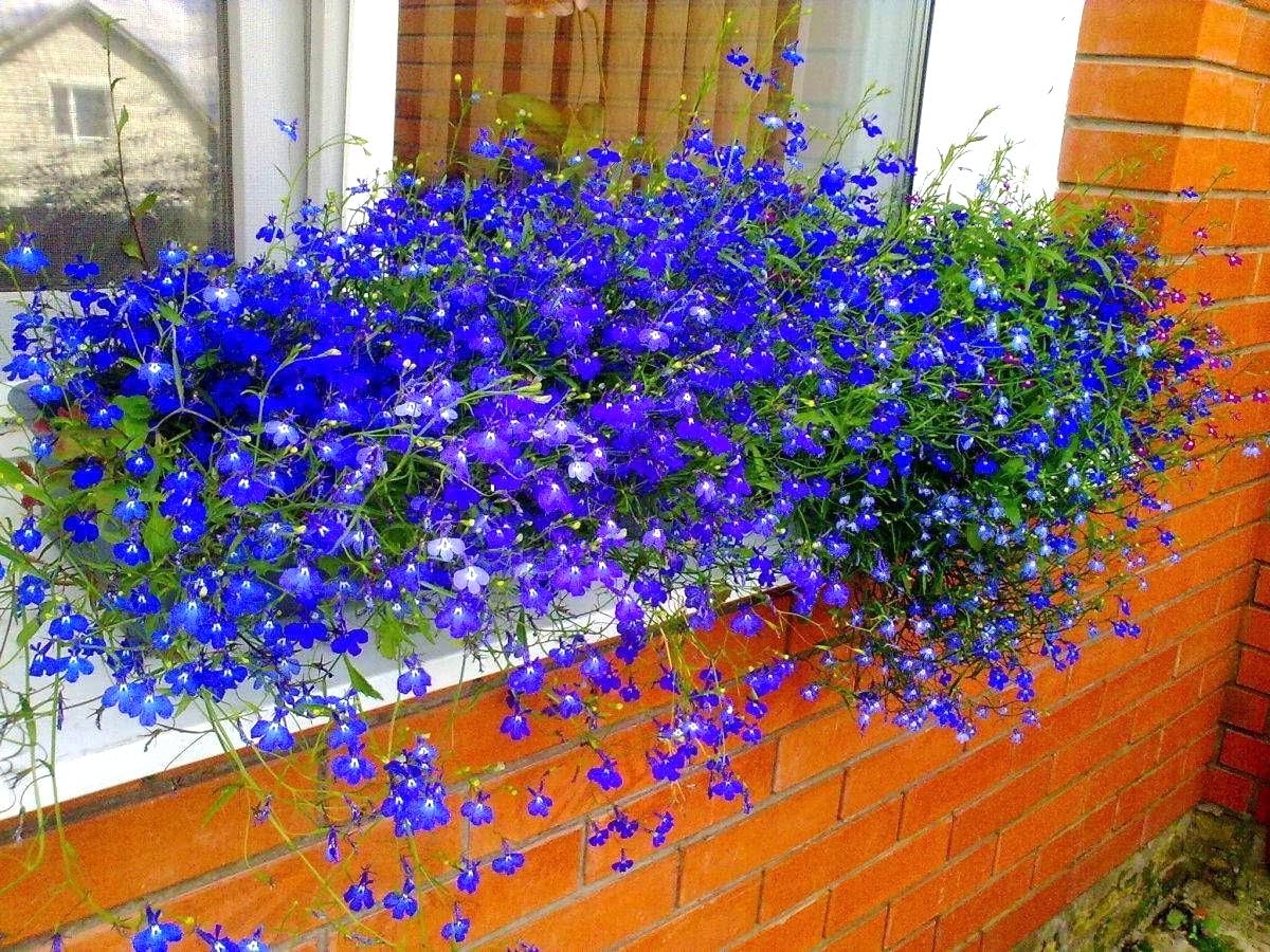 Pollinator-friendly Blue Cascade Lobelia boosts garden life.